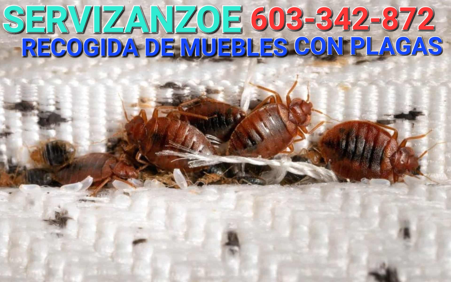 Servicios en Madrid Chinches